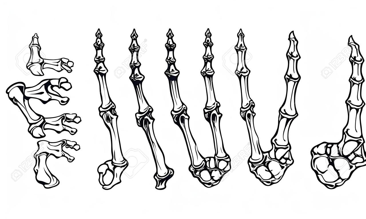 ilustracja wektorowa zestawu kości dłoni, edytowalna i szczegółowa