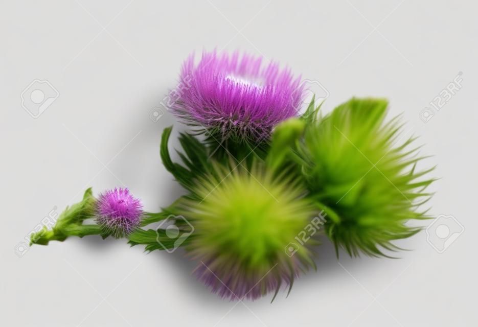 白い背景に分離した緑の芽とアザミの紫色の花。製品ラベル、カタログ印刷、web での使用のための要素をデザインします。