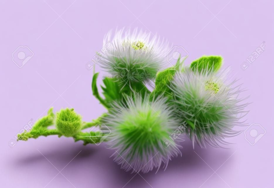Fiore viola di carduus con il germoglio verde isolato su uno sfondo bianco. Elemento di design per l'etichetta del prodotto, il catalogo stampato, utilizzo del web.