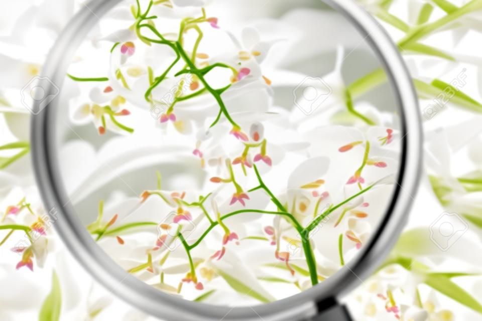 Mikroskopisch kleine weiße Orchideen, die in Ecuador gefunden wurden, gesehen durch ein Vergrößerungsglas