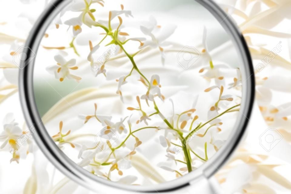 Mikroskopisch kleine weiße Orchideen, die in Ecuador gefunden wurden, gesehen durch ein Vergrößerungsglas