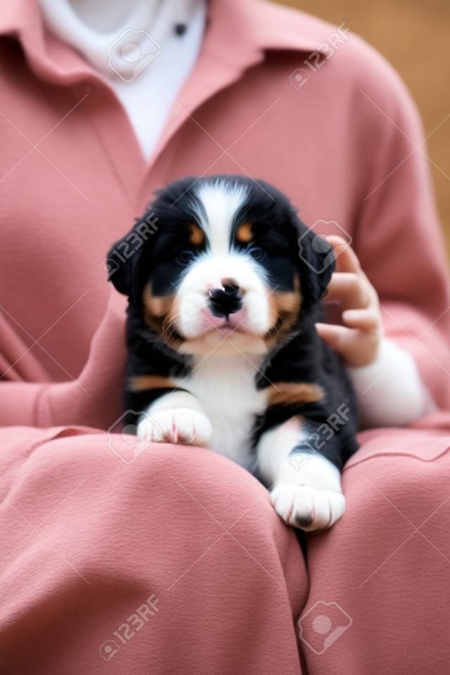 Cachorro de perro de montaña bernés en manos femeninas, cuidado de animales, recién nacidos
