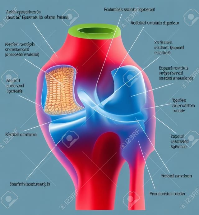 拡張機能の右膝の後部ビュー