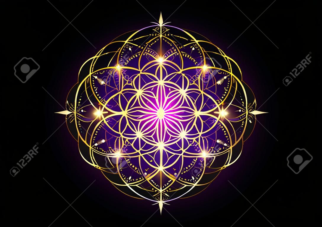 Semente de símbolo de vida Geometria Sagrada. Mandala mística geométrica de alquimia esotérica Flor da Vida. Design de luxo de ouro, amuleto meditativo divino vetorial isolado no fundo preto