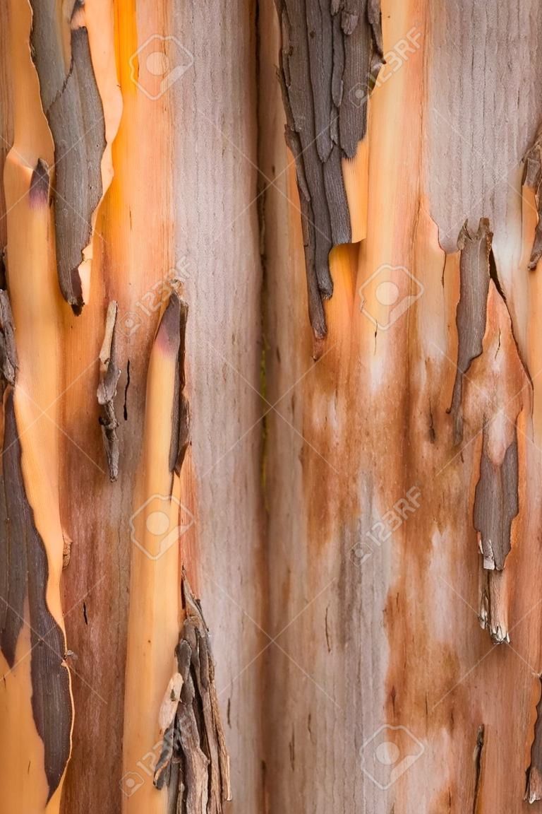 Close Up bunte gestreifte Textur und Muster von Karri Baum Eukalyptusrinde in Western Australia, Natur Hintergrund, natürliche Tapete, kopieren Raum.