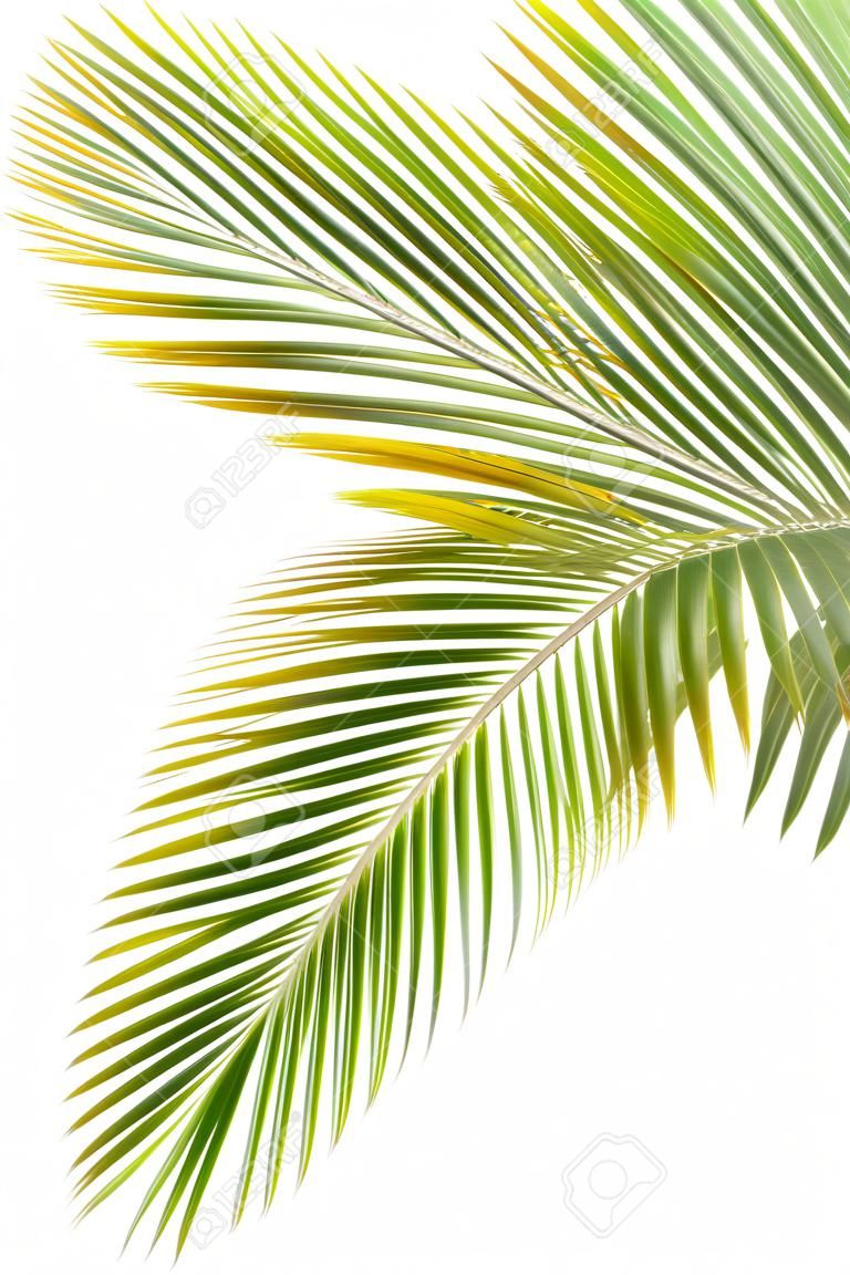 Foglie di palma isolato su sfondo bianco