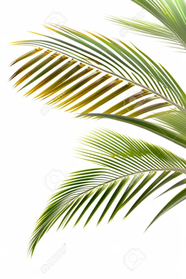 Leaves of palm tree isolated on the white background