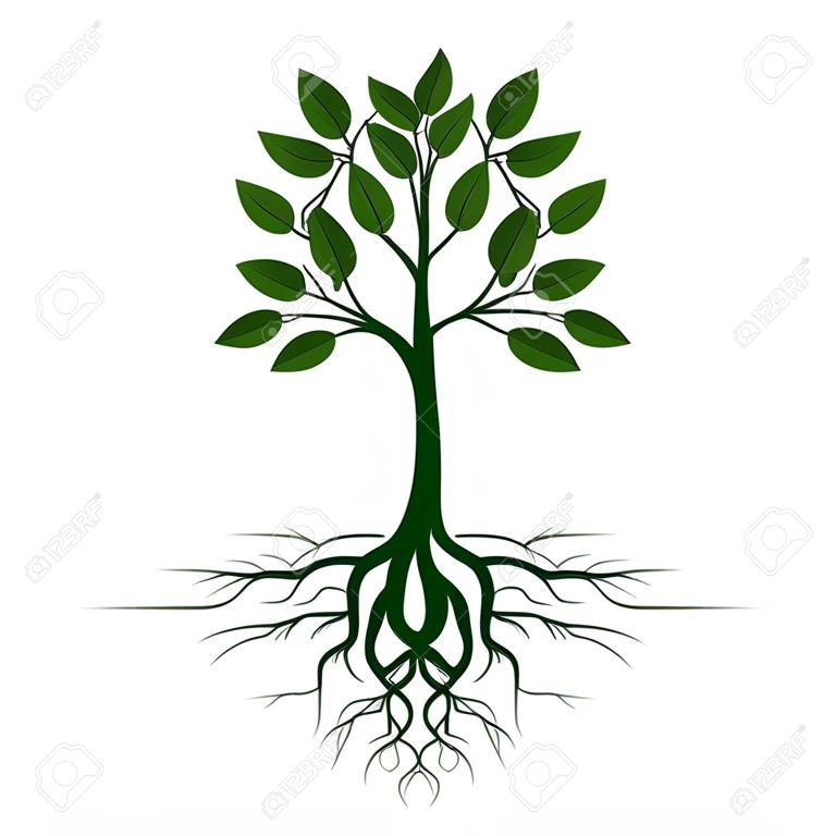Green Tree with Root. Vector Illustration. Plant in garden.