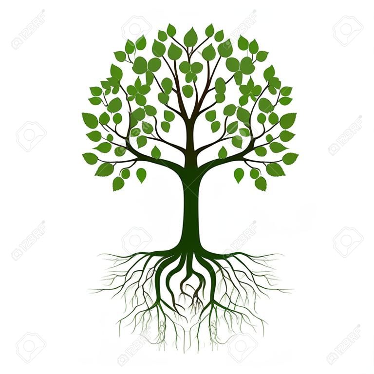 Árbol de primavera verde con raíz. Ilustración de vector. Planta en jardín.