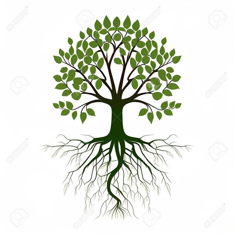Árbol de primavera verde con raíz. Ilustración de vector. Planta en jardín.