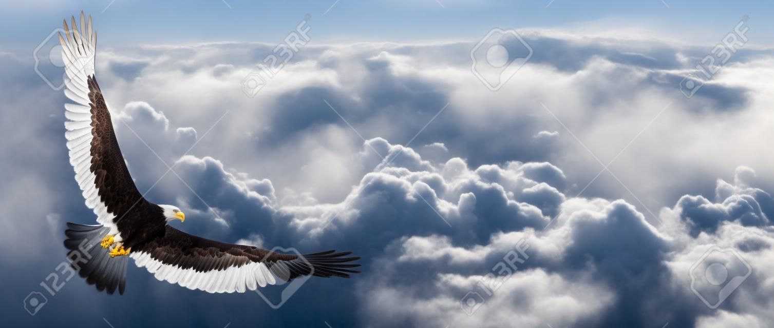 Águia em voo acima das nuvens