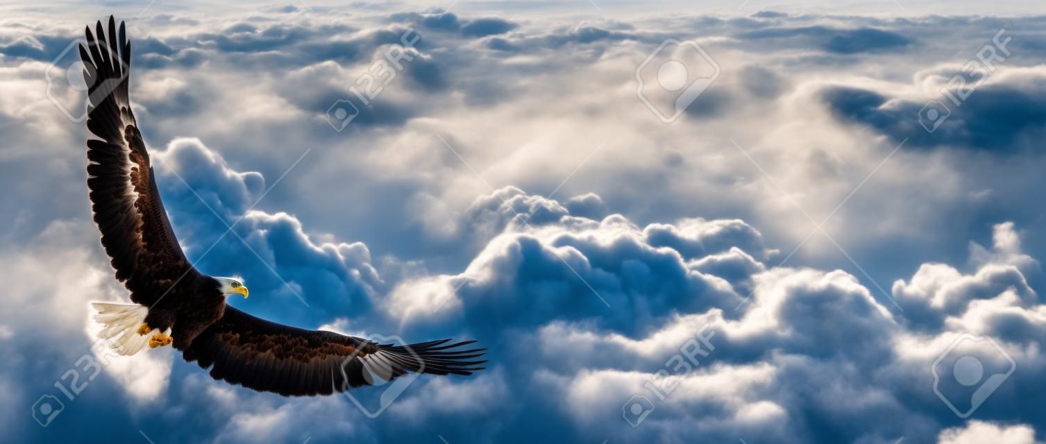 Eagle in flight above the clouds