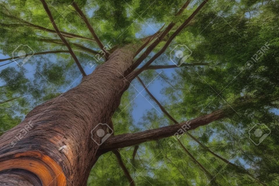 Olhe para cima no tronco de árvore seguinte velho ao topo