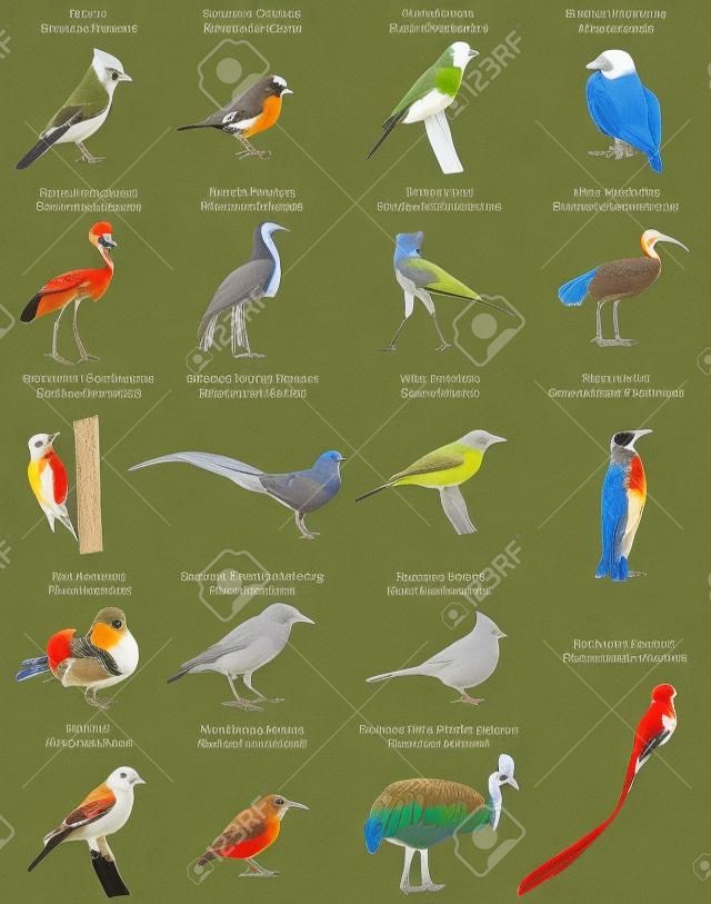Коллекция различных видов птиц.