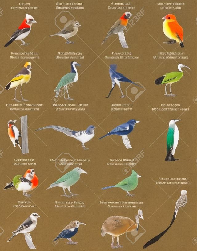 Коллекция различных видов птиц.
