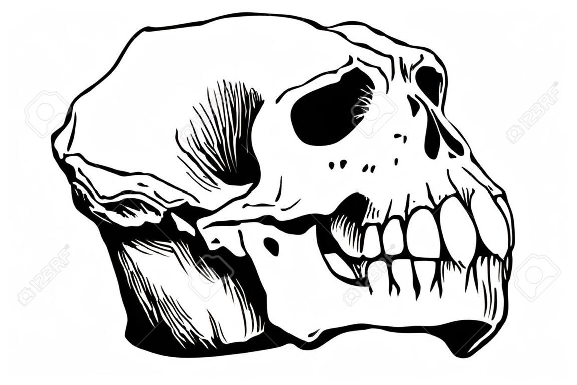 Monkey skull sketch