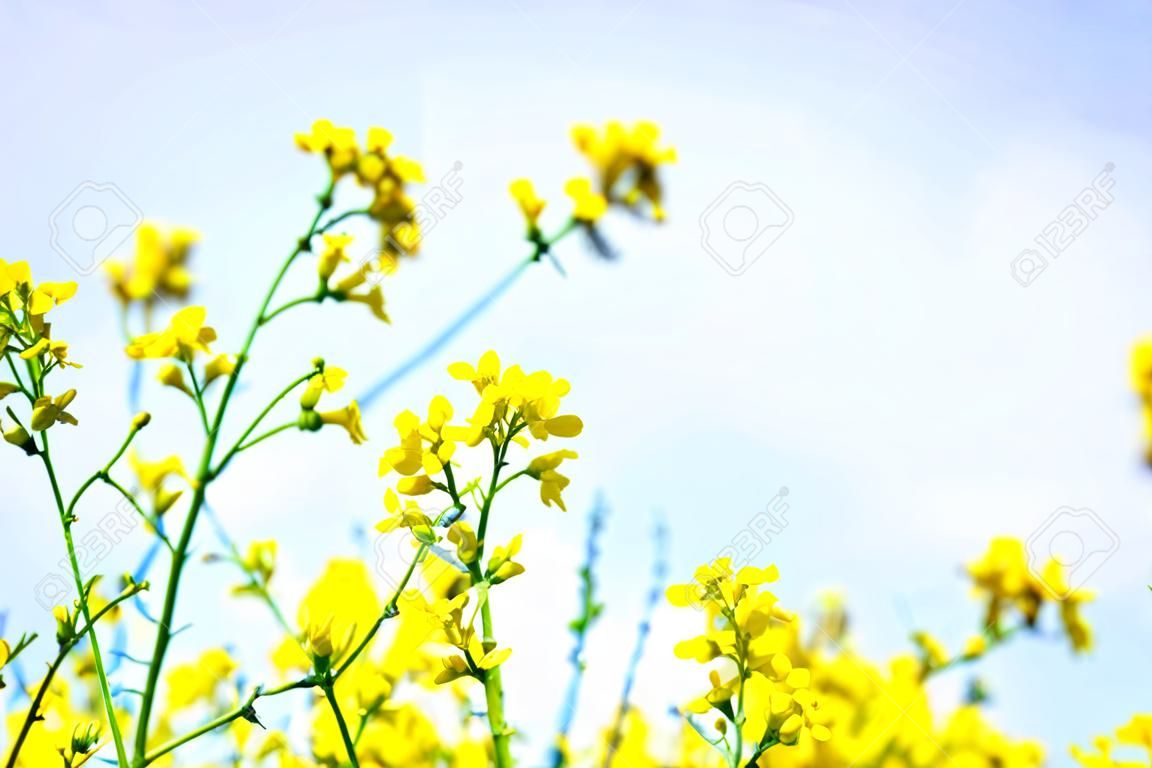 güneşli bir günde sarı kolza yağı (kanola)