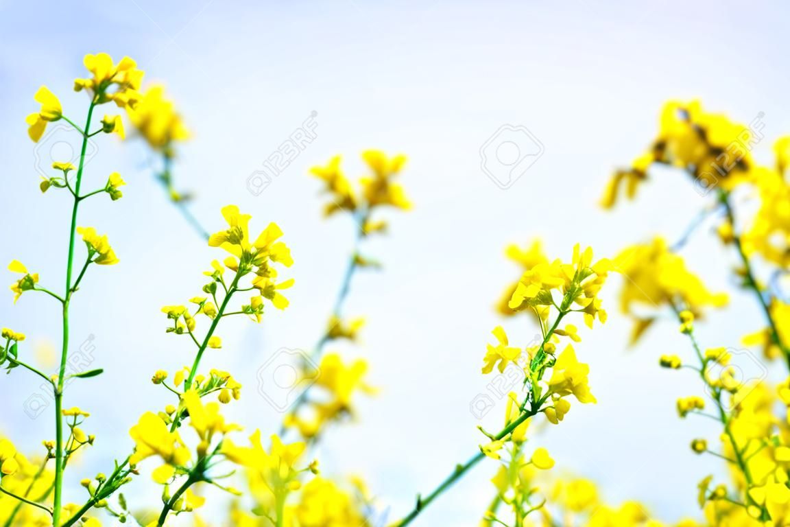 güneşli bir günde sarı kolza yağı (kanola)