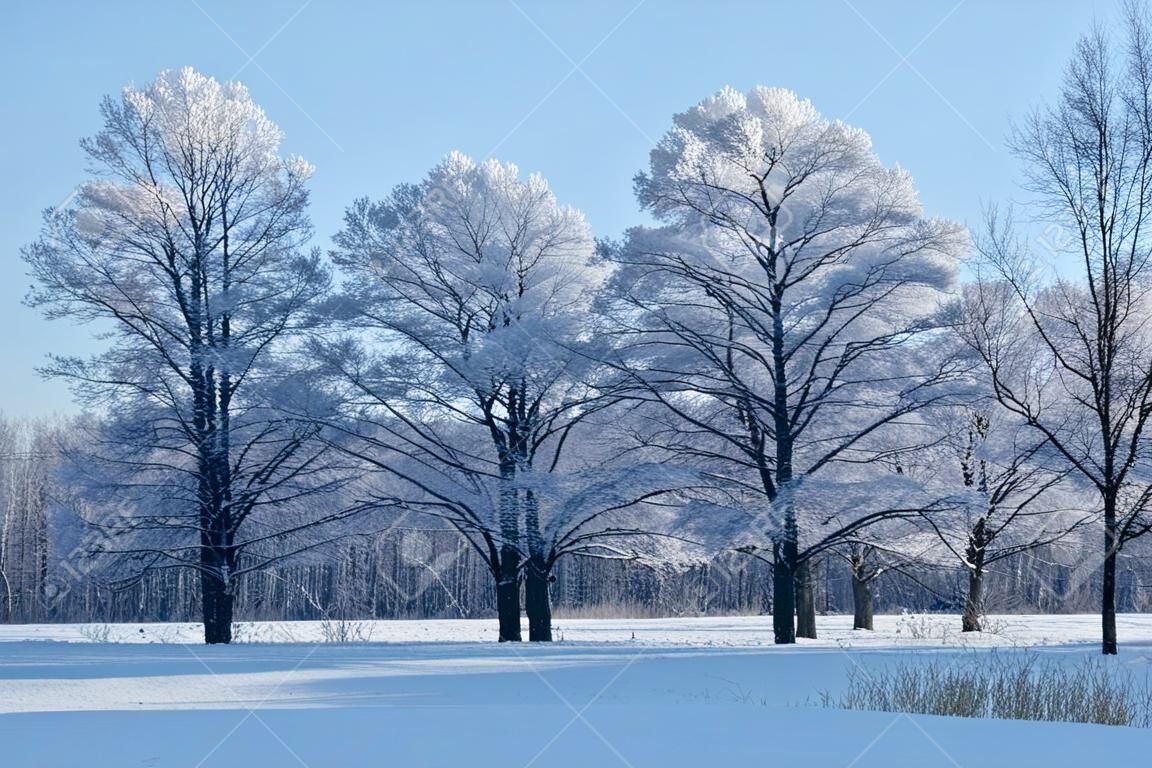 Madeiras na neve. Dia de inverno frio na Sibéria. Árvores na neve.