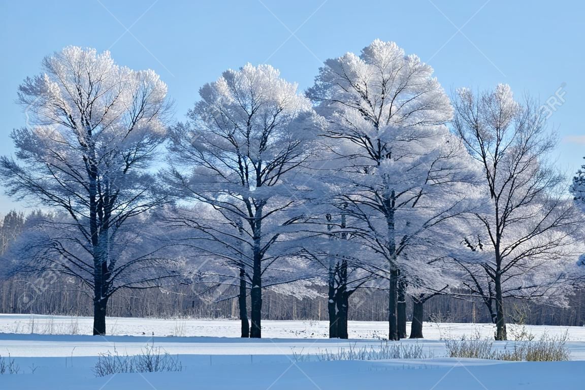Madeiras na neve. Dia de inverno frio na Sibéria. Árvores na neve.