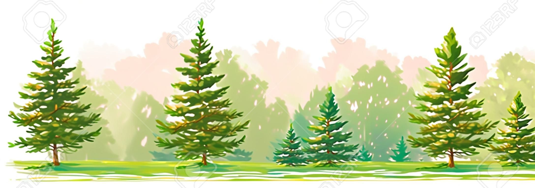 Border of a forest with young fir and pine trees. Vector graphic. EPS8