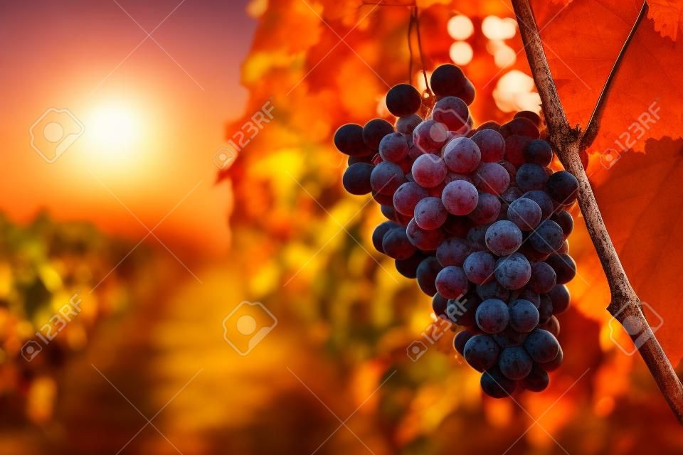 Wijngaarden bij zonsondergang in de herfstoogst, toned