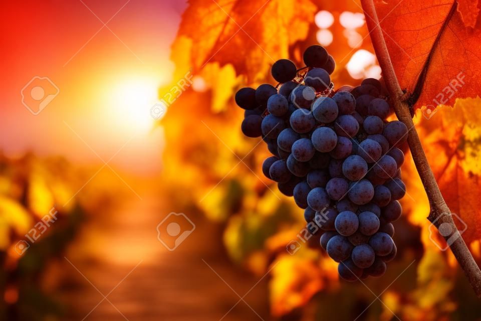 Wijngaarden bij zonsondergang in de herfstoogst, toned