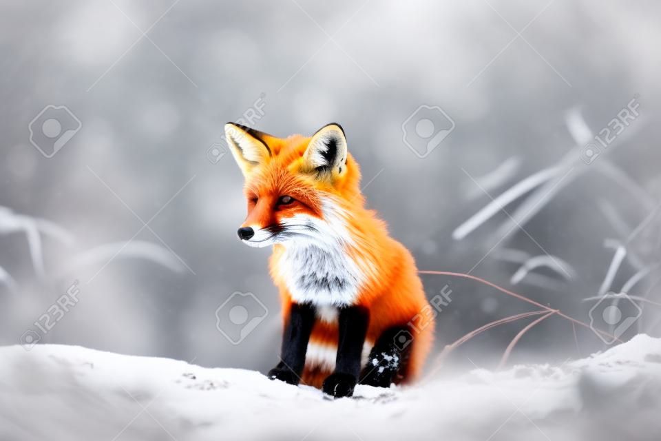 Rode vos zittend in de sneeuw in het bos, ondiepe scherptediepte