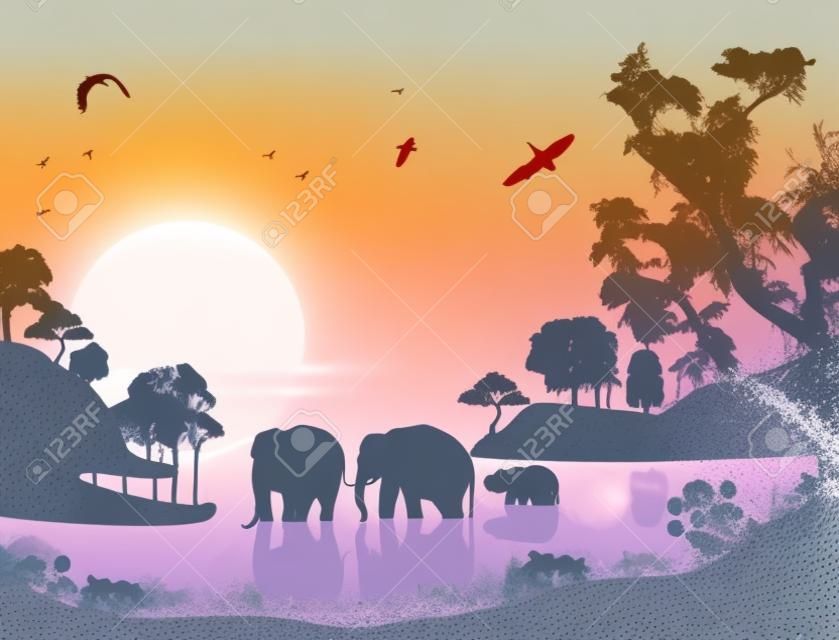 Elefántok úszik a vízben napnyugtakor, a vektoros illusztráció