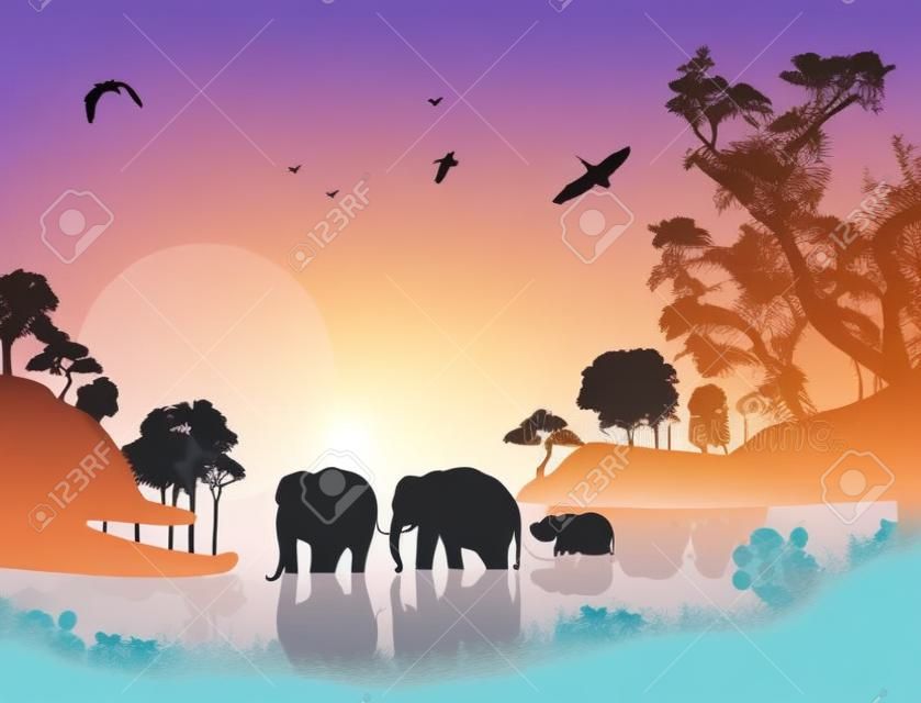 Éléphants nagent dans l'eau au coucher du soleil, illustration vectorielle
