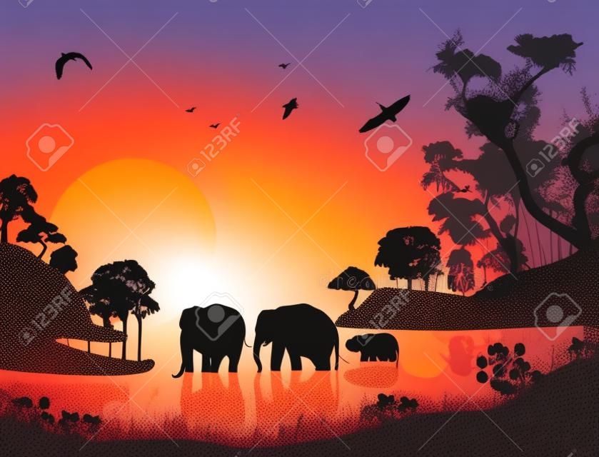 Éléphants nagent dans l'eau au coucher du soleil, illustration vectorielle