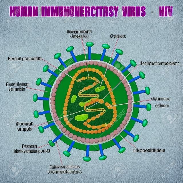 Estrutura do vírus da imunodeficiência humana (HIV), ilustração (para educação médica básica, para clínicas & amp, Escolas)