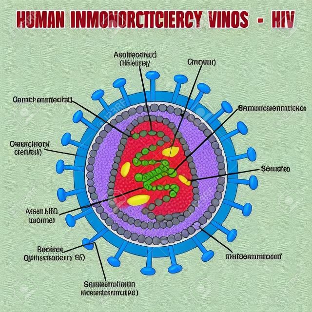 Estrutura do vírus da imunodeficiência humana (HIV), ilustração (para educação médica básica, para clínicas & amp, Escolas)