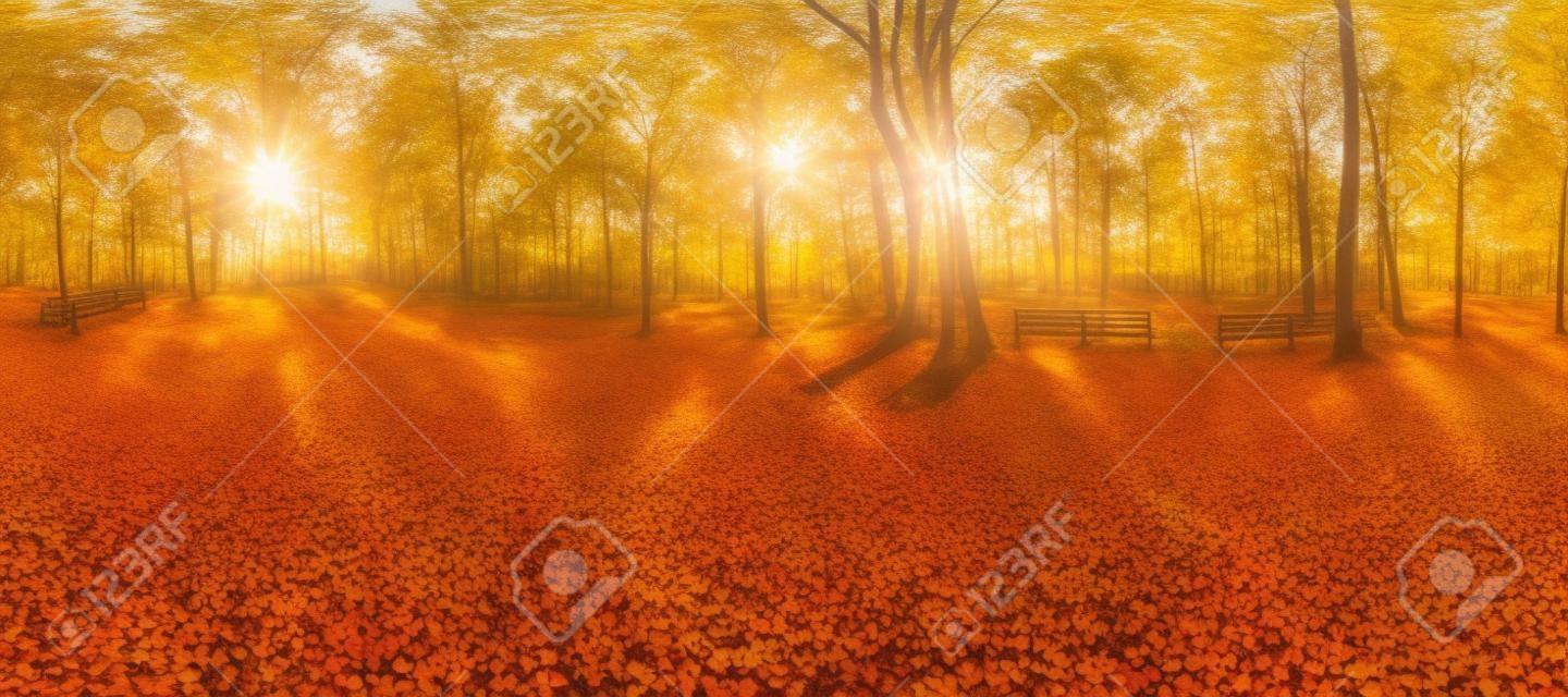 autumn forest landscape. Gold color tree, red orange foliage in fall park. nature change scene. Yellow wood in scenic scenery. Sun in blue sky. Panorama of a sunny day, wide banner, panoramic view