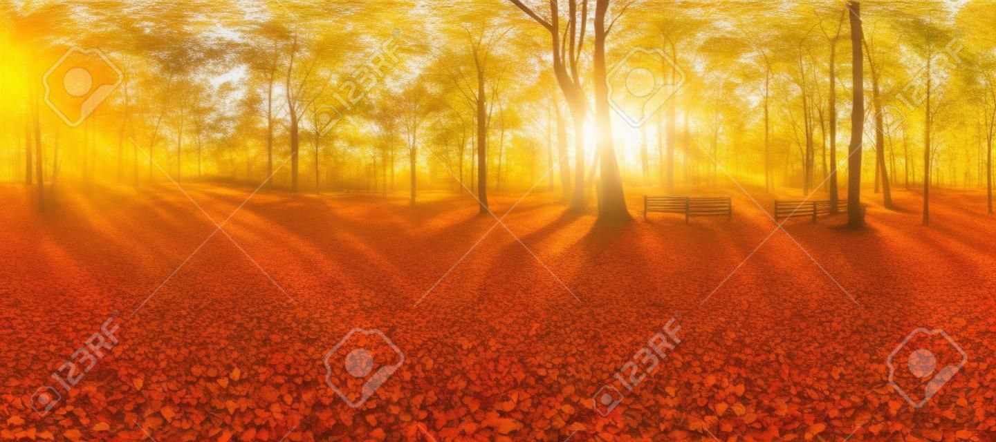 autumn forest landscape. Gold color tree, red orange foliage in fall park. nature change scene. Yellow wood in scenic scenery. Sun in blue sky. Panorama of a sunny day, wide banner, panoramic view