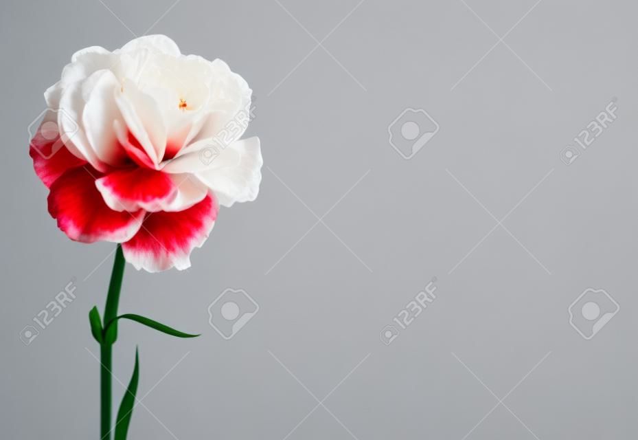 White and red carnation flower isolated on white.