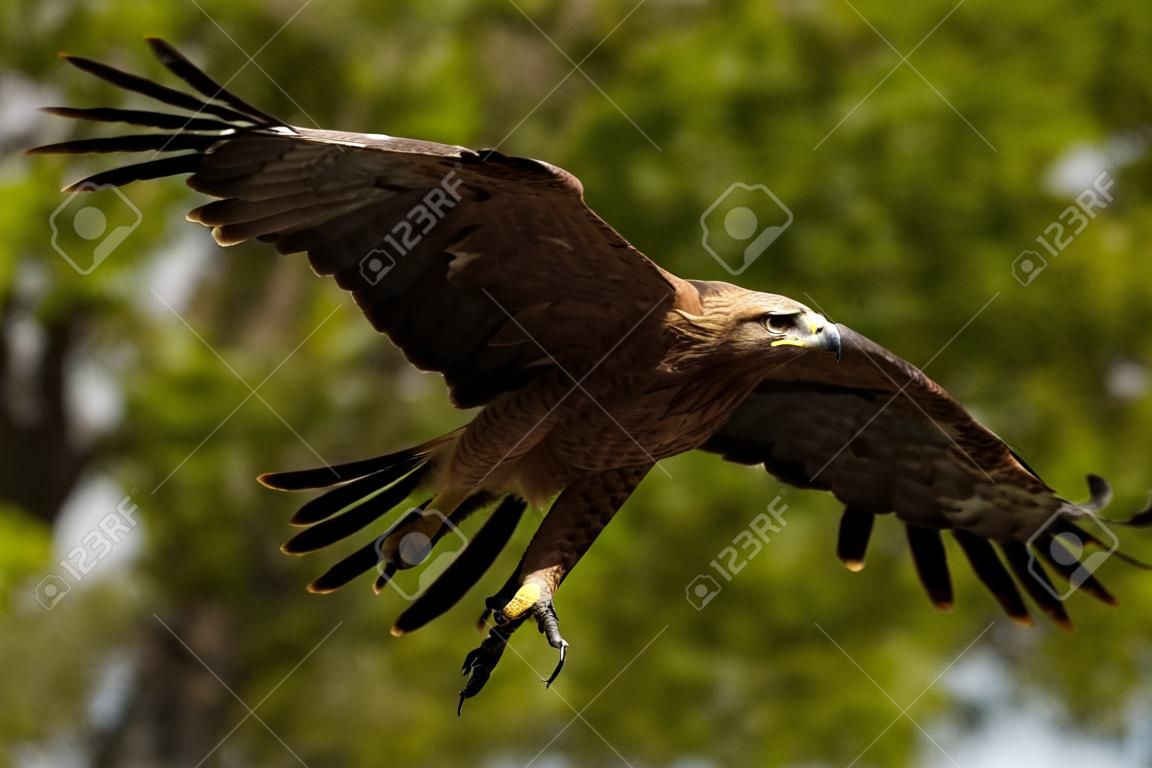 The Tawny Eagle, Aquila rapax is a large bird of prey. Like all eagles, it belongs to the family Accipitridae.