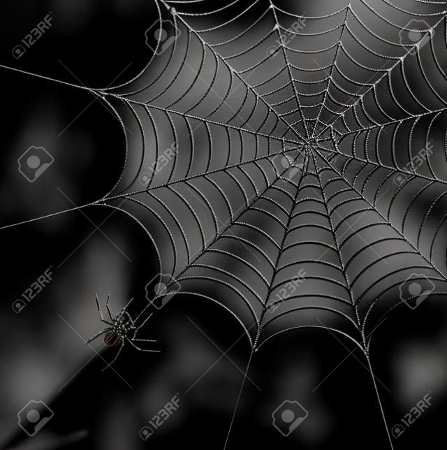 Araignée et un site web sur un arrière-plan noir