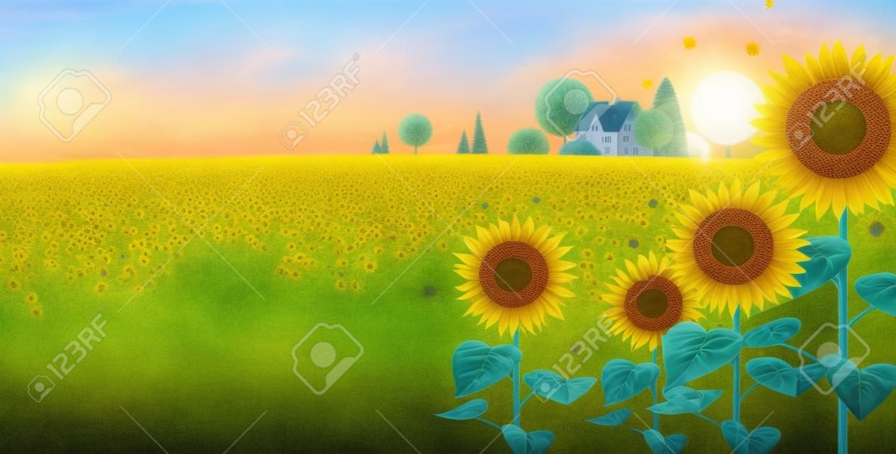 Midsummer landscape with blooming sunflowers