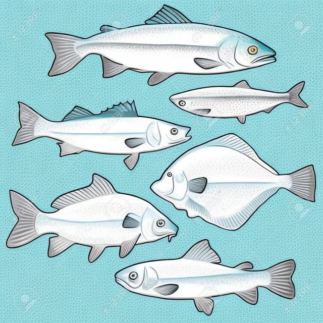 Sketch style sea fish collection, illustration isolated on white background. Set of colorful realistic sketches of edible sea fish. Tuna herring sea bass flatfish perch carp