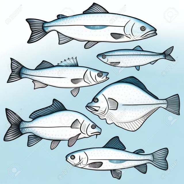 Sketch style sea fish collection, illustration isolated on white background. Set of colorful realistic sketches of edible sea fish. Tuna herring sea bass flatfish perch carp