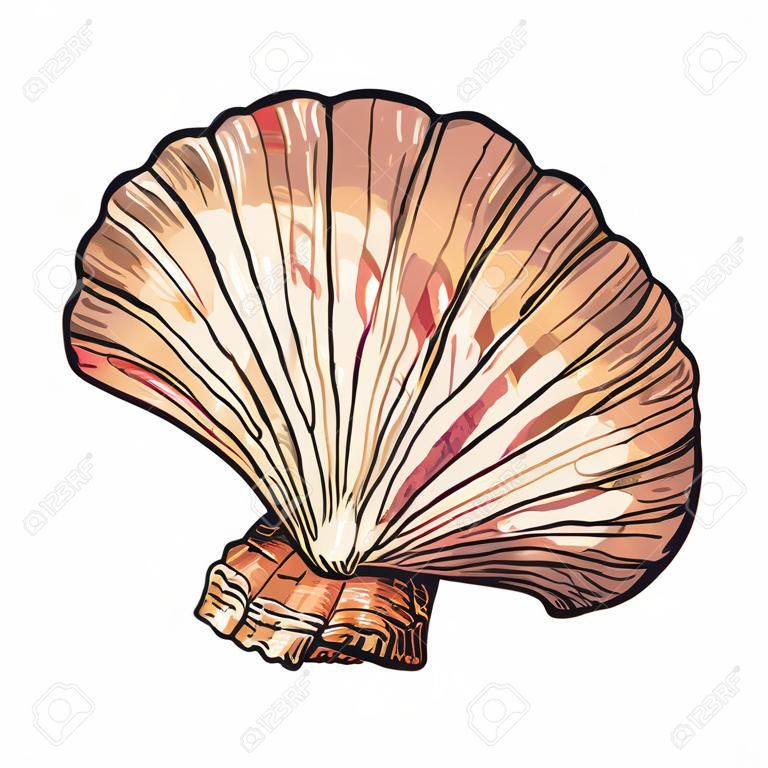 Bunte Pilgermuschel Meer Shell, Abbildung Skizze Stil Vektor isoliert auf weißem Hintergrund. Realistische Handzeichnung von Salzwasser Seashellgitarre, Muschel, Muschel