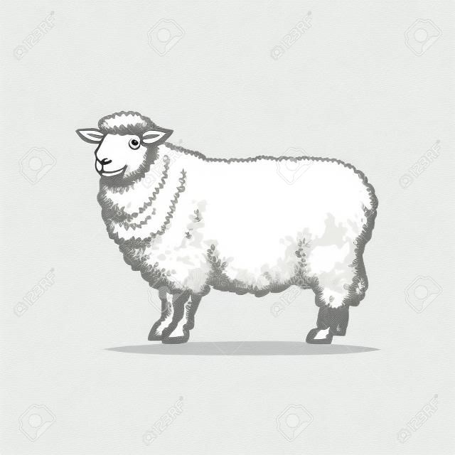 벡터 스케치 만화 스타일 양입니다. 흰색 배경에 고립 된 그림입니다. 뿔없이 손으로 그려진 동물. 소, 농장 발굽 가축 동물, 양모, 양고기 제품 디자인 개체
