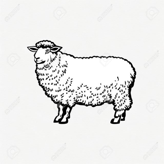 вектор эскиз мультфильм стиль овец. Изолированные иллюстрации на белом фоне. Рисовое животное без рогов. Крупный рогатый скот, ферма cloven-hoofed животное, шерсть, объект дизайна продуктов из ягненка