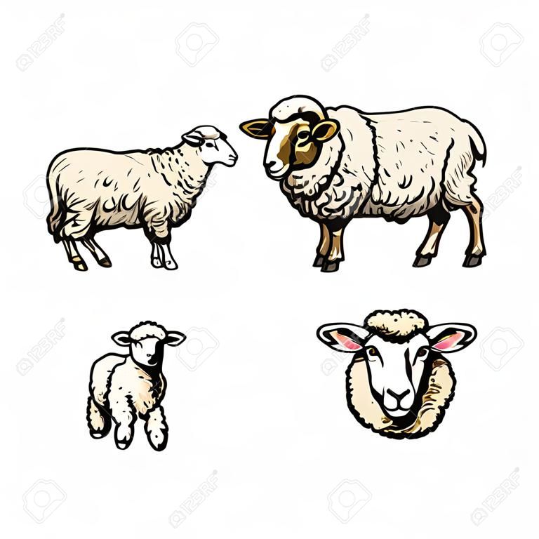 Vektor Skizze Cartoon Stil Schafe, gehörnten Widder Lamm und Schaf Kopf gesetzt. Getrennte Abbildung auf einem weißen Hintergrund. Hand gezeichnetes Tier ohne Hörner. Rinder, Bauernhof-Paarhuftiertier