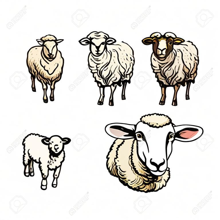 wektor szkic stylu cartoon owiec, rogaty baran jagnięcina i zestaw głowy owiec. Na białym tle ilustracja na białym tle. Ręcznie rysowane zwierzę bez rogów. Bydło, hodowla zwierząt gospodarskich parzystokopytnych