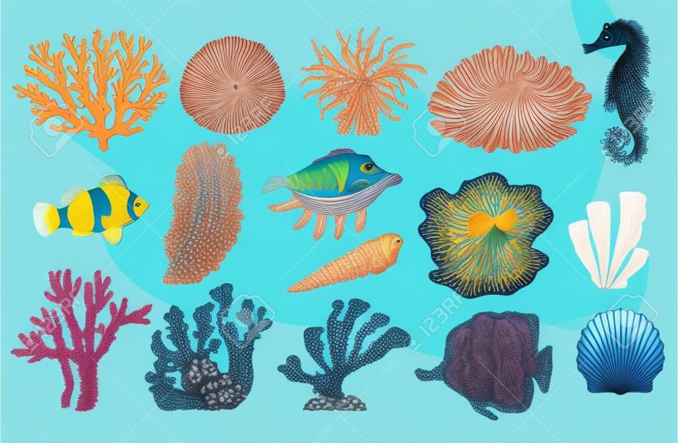 Vector tropical sea underwater corals, fish, shell and scallop set. Aquatic reef animals and plants. Hand drawn ocean flora and fauna collection. Isolated illustration
