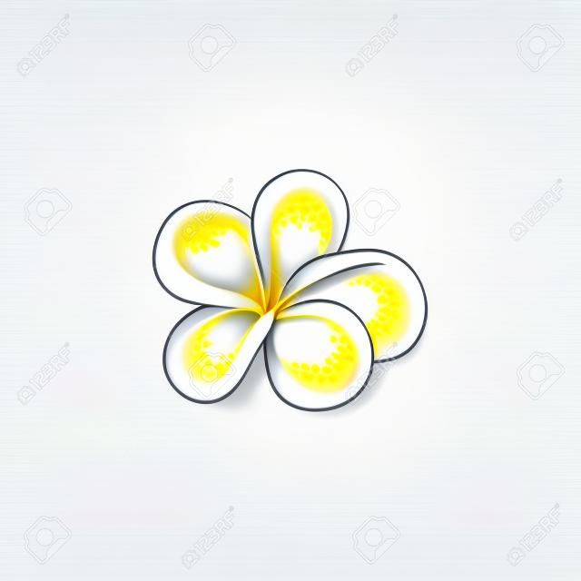 스케치 스타일에서 Plumeria 벡터 일러스트 레이 션 - 흰색 배경에 고립 된 아름 다운 흰색과 노란색 오픈 frangipani 꽃. 열 대 꽃 - 자연 꽃 디자인 요소입니다.
