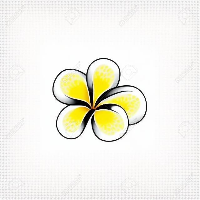 Ilustração vetorial de Plumeria no estilo do esboço - flor aberta branca e amarela bonita do frangipani isolada no fundo branco. Flor tropical - elemento para o projeto floral natural.