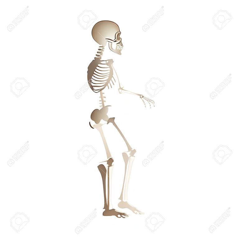 Vector funny human skeleton dancing. Body anatomy with skull, bones having fun. Dead man moving in funny position. halloween holiday, scary design decoration.